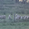 Future breeder Dohne ewe lambs
