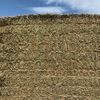 380 x 8x4x4 Bales of Canola Hay