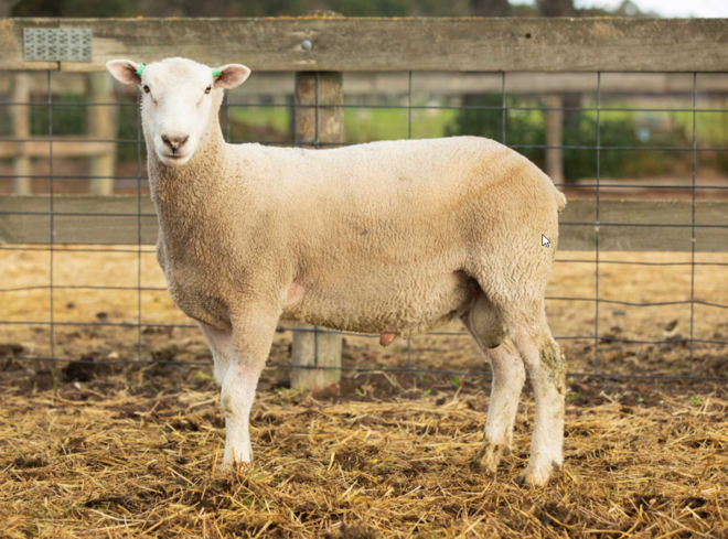 Under Auction - Lot 33 Highlander Ram 190936 (DLE Ram Auction A100 - 10th Sept via Auctionsplus) 