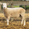 Under Auction - Lot 33 Highlander Ram 190936 (DLE Ram Auction A100 - 10th Sept via Auctionsplus) 