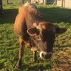 2 YEAR OLD JERSEY BULL