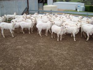 78 Fine wool Merino Ewes 2 years old