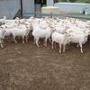 78 Fine wool Merino Ewes 2 years old