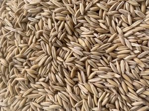 HAY seed oats for sale