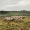 Dorper wether lambs 