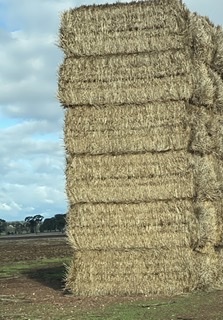 Wheat Straw