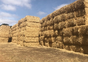 250mt Cereal Straw 8x4x3 (Barley & Wheat available)
