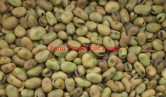 200/mt Feed Faba Beans Wanted