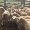 6 Dorper pregnant Ewes & 5 female lambs & 3 male lambs not entire for sale