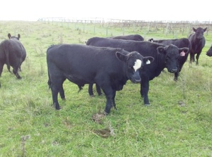 Angus Steers & Heifers