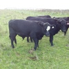 Angus Steers & Heifers