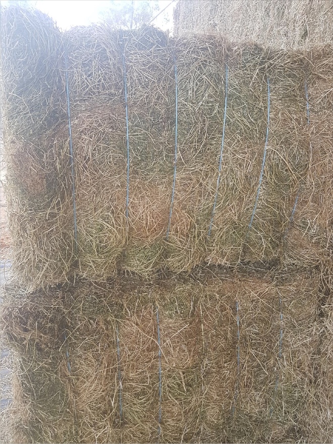 **Price Reduced** Clover / Lentil Hay For Sale in 8x4x3's - Shedded - See Feed Test