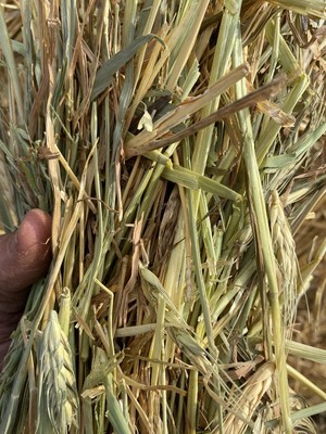 WHEAT HAY - Rolls