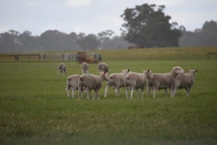 Castle Camps White Suffolk Rams