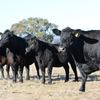ANGUS BULLS BATHURST REGION