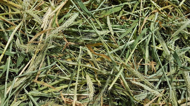 500mt Cereal Hay 8x4x3 Bales (New Season 2019-2020)