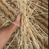Barley Straw