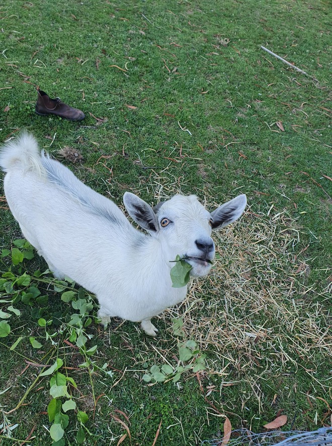 Friendly goats