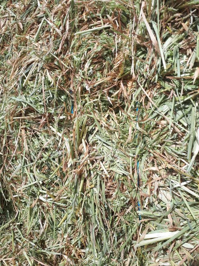 270 m/t Export Quality Oaten Hay Delivery Only