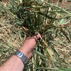 Shedded Barley Hay