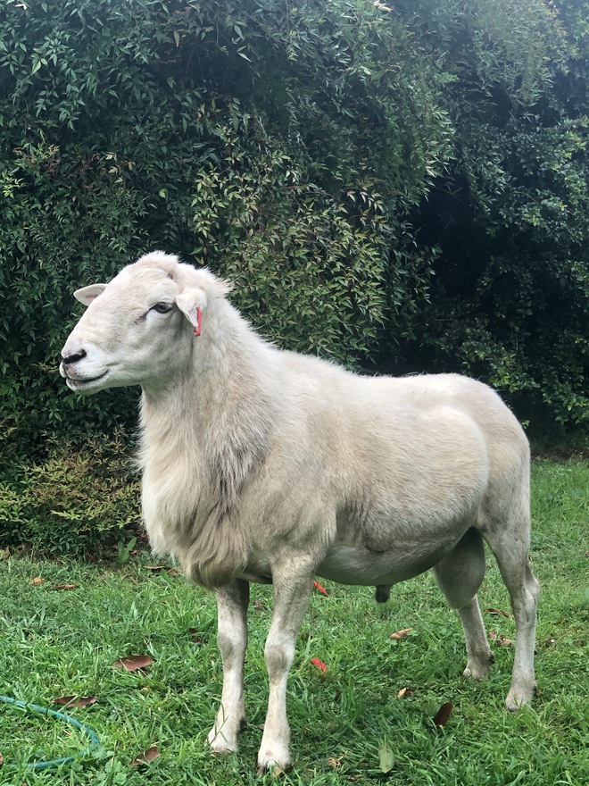 Australian White Ram 