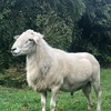 Australian White Ram 