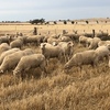 First Cross Ewe Lambs