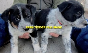 WANTED Female Border Collie X Pup