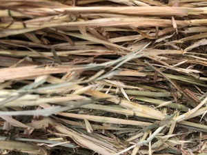Oaten Hay with some Rye Grass 8x4x3 Bales