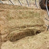 600 x Vetch Hay 8x4x3 Shedded