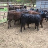 17 Angus Cows with calves at foot 