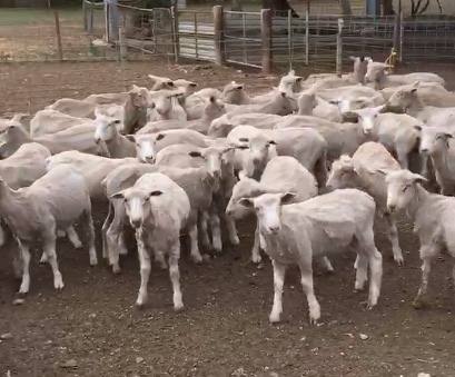 196 second cross lambs