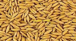 Wintaroo Oats (5% Barley) for Seed/Feed