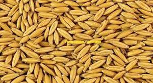 Wintaroo Oats (5% Barley) for Seed/Feed