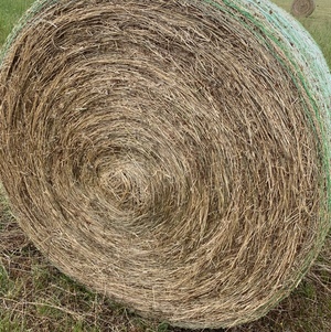 Clover and phalaris rolls x200