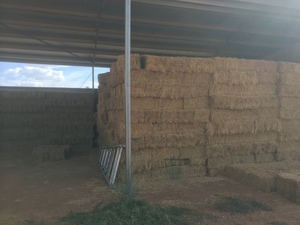 6000 Lucerne Hay Small Bales (High Quality)
