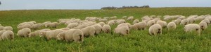 Lucerne Seed,  all cleaned & tested, from $3.90 + GST