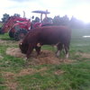 Maine Anjou Full French