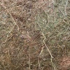 Vetch Hay 5x4 Round Bales (New Season)