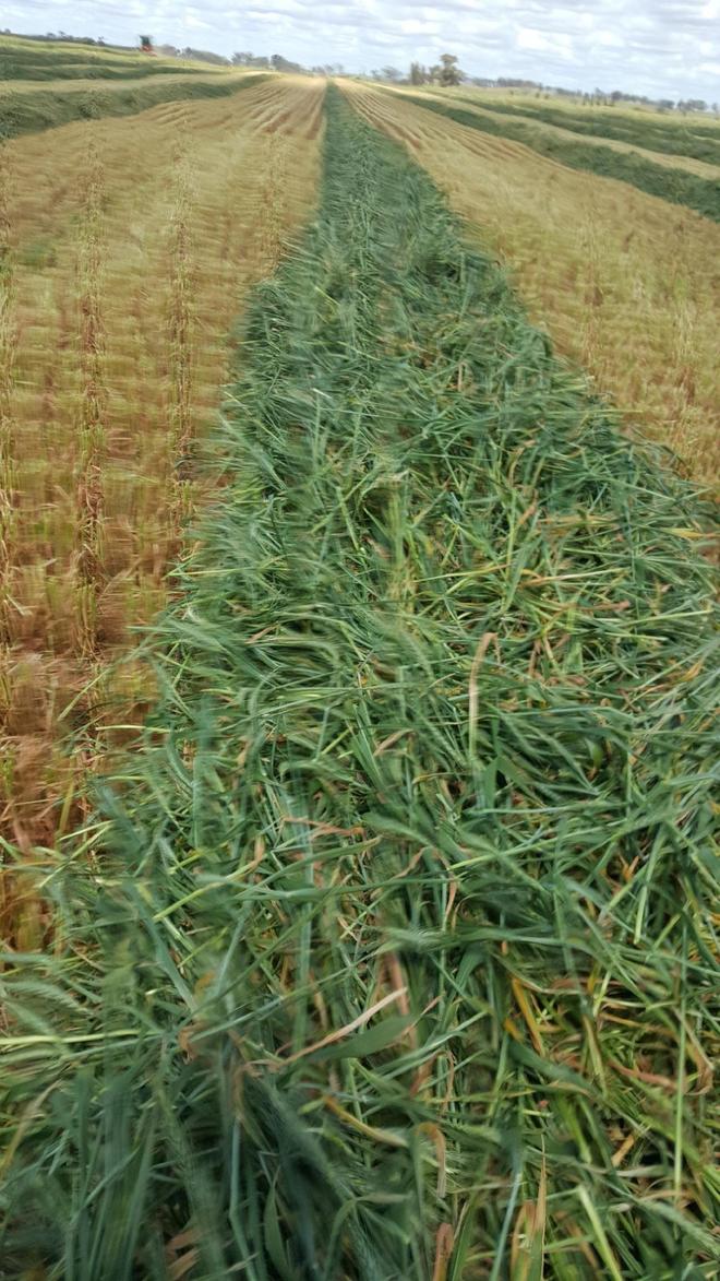 New Season Wheaten Hay For Sale - Baling in about 10 Days