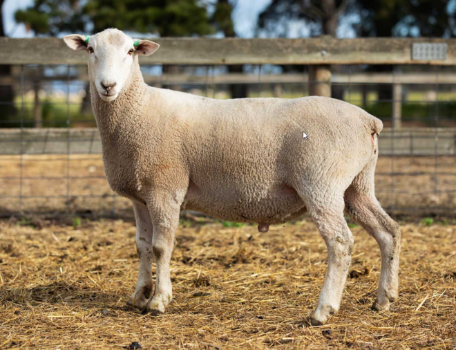 Under Auction - Lot 10 Highlander Ram 191108  (DLE Ram Auction A100 - 10th Sept via Auctionsplus) 