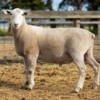 Under Auction - Lot 10 Highlander Ram 191108  (DLE Ram Auction A100 - 10th Sept via Auctionsplus) 