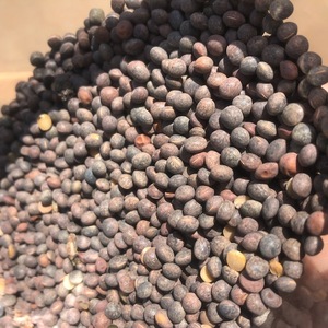 Vetch Seed - Appox. 100mt - Cleaned