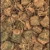 Vetch Hay