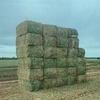 200 x Canola Hay 500-550kg 8x4x3 Bales 'New Season' Ex Paddock
