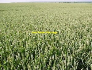 EOI New Season Wheaten Hay