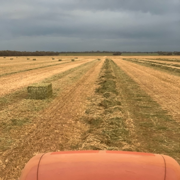 High Quality shedded vetch hay