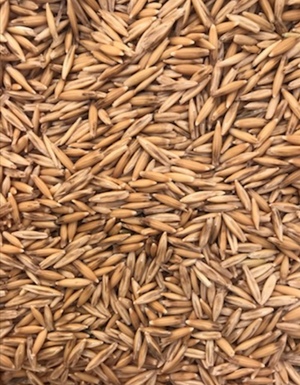 Graded Hay Oats for sale