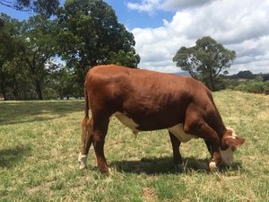 3 Poll Hereford Steers 