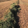 500mt Vetch Hay 680kg 8x4x3 Bales ex paddock